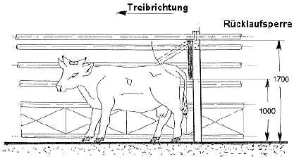 Abbildung0: Rindertreibgang mit Rcklaufsperre