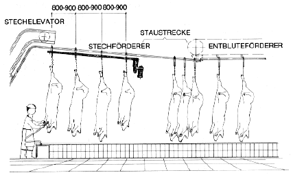 Abbildung: Rohrbahnteilung bei Schweineentblutung