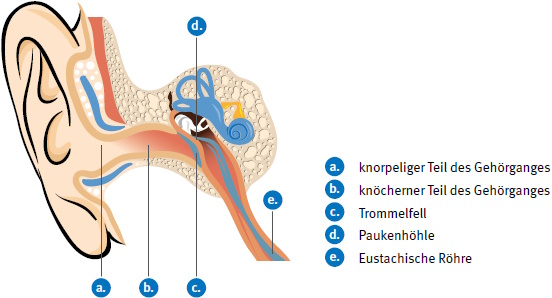 Abb. 16 ueres Ohr und Mittelohr