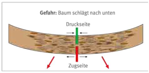 Abb. 99 Stamm auf Unterseite in Zugspannung