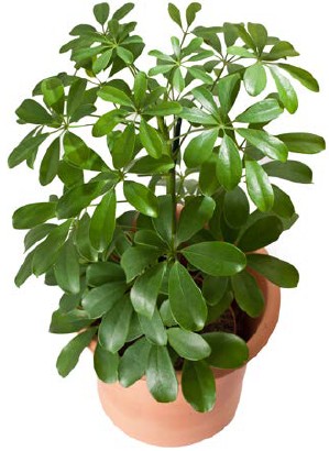 Abb. 8 Schefflera arboricola